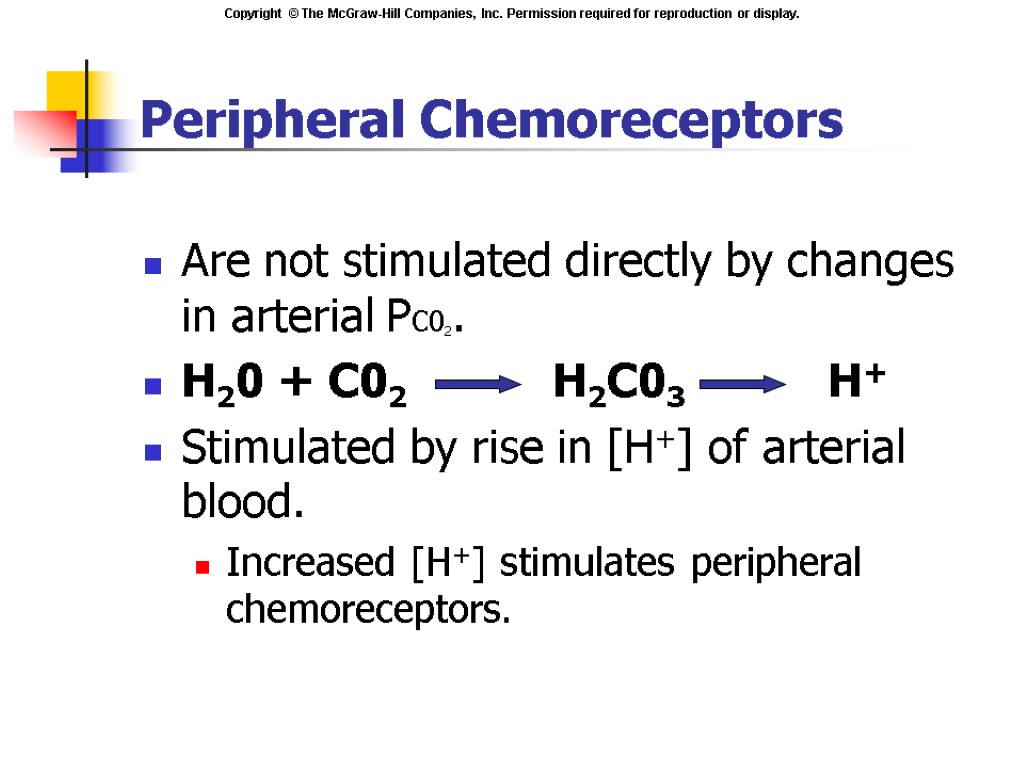 Peripheral Chemoreceptors Are not stimulated directly by changes in arterial PC02. H20 + C02